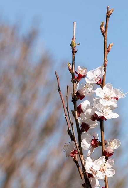 Bloemen, Takken, Natuur, Lente, Fruit