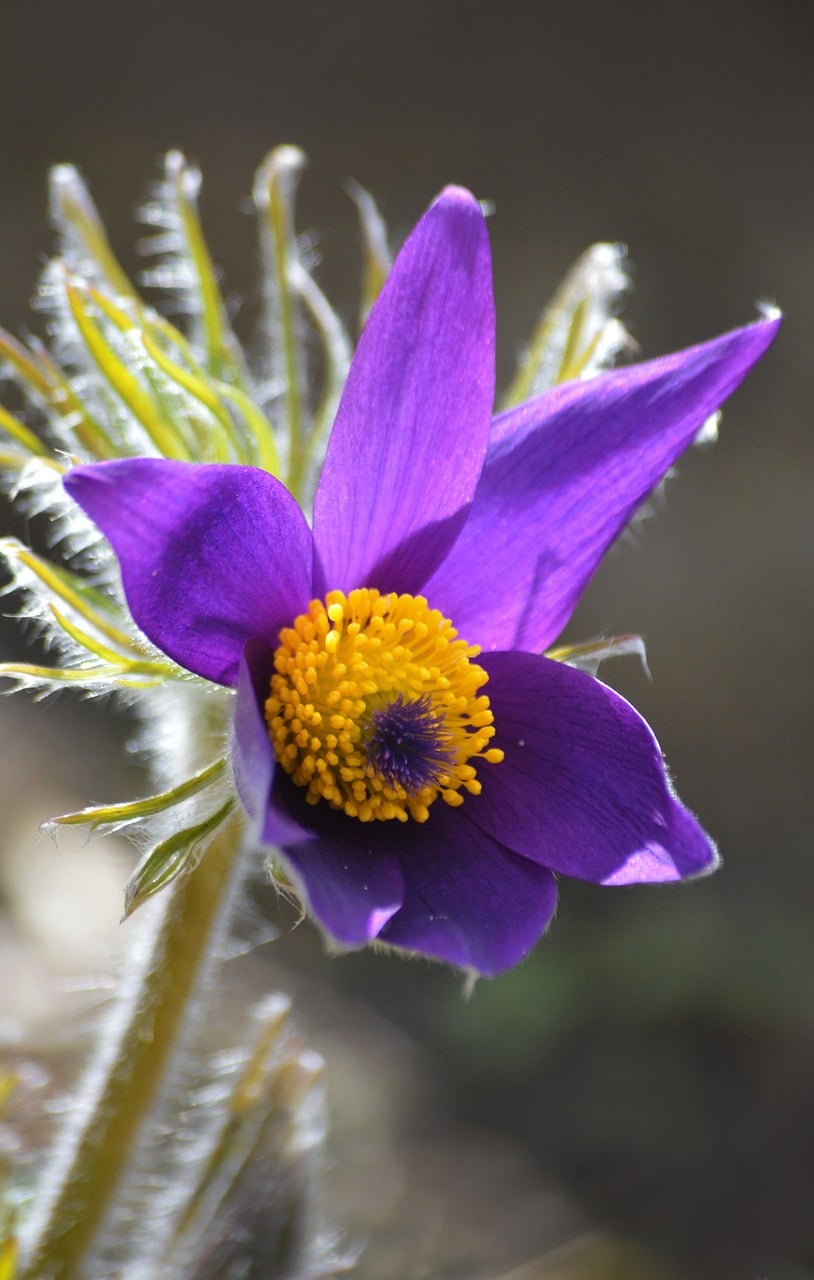Pasque Flower Common - Free photo on Pixabay
