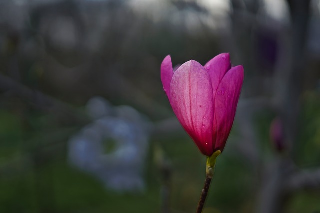 Magnólia, Flores Rosa, Primavera