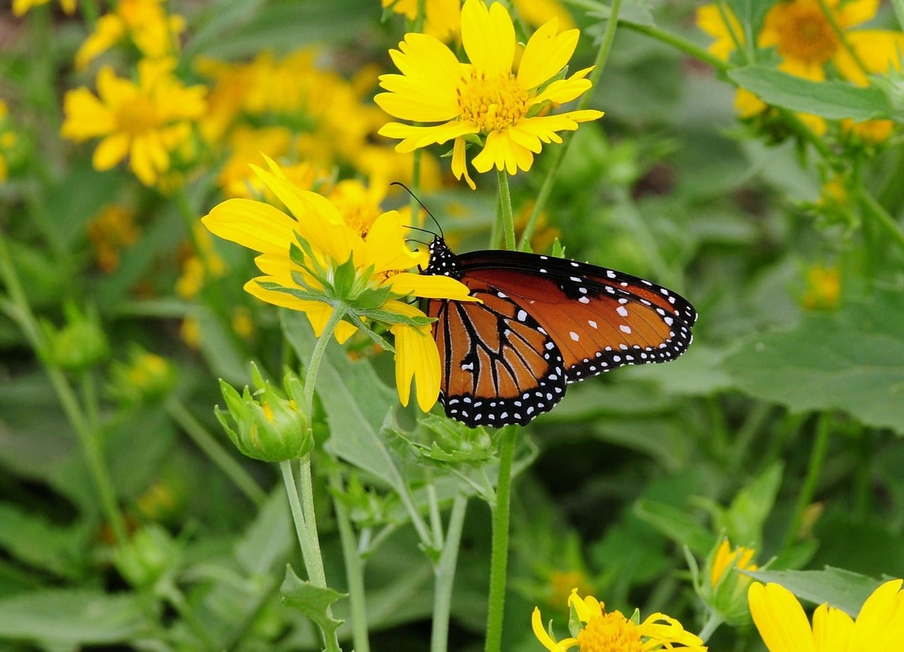 Butterfly - free online jigsaw puzzle photo
