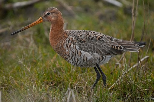 Naiba Cu Coada Neagra, Wader, Værnengene