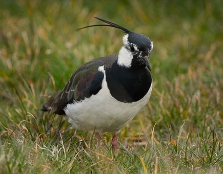 Wader, Luncă, Iarbă, Teren, Natura