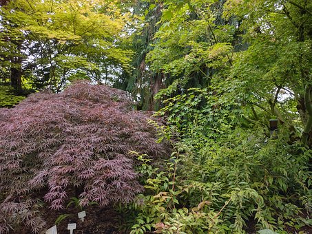 Free Green Garden photo and picture