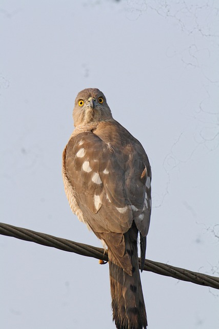 Free Bird Bird Of Prey photo and picture