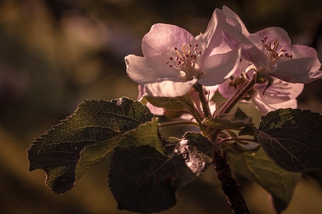 Flores, Florescendo, Macieira, Primavera