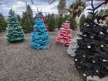Free Christmas Trees photo and picture
