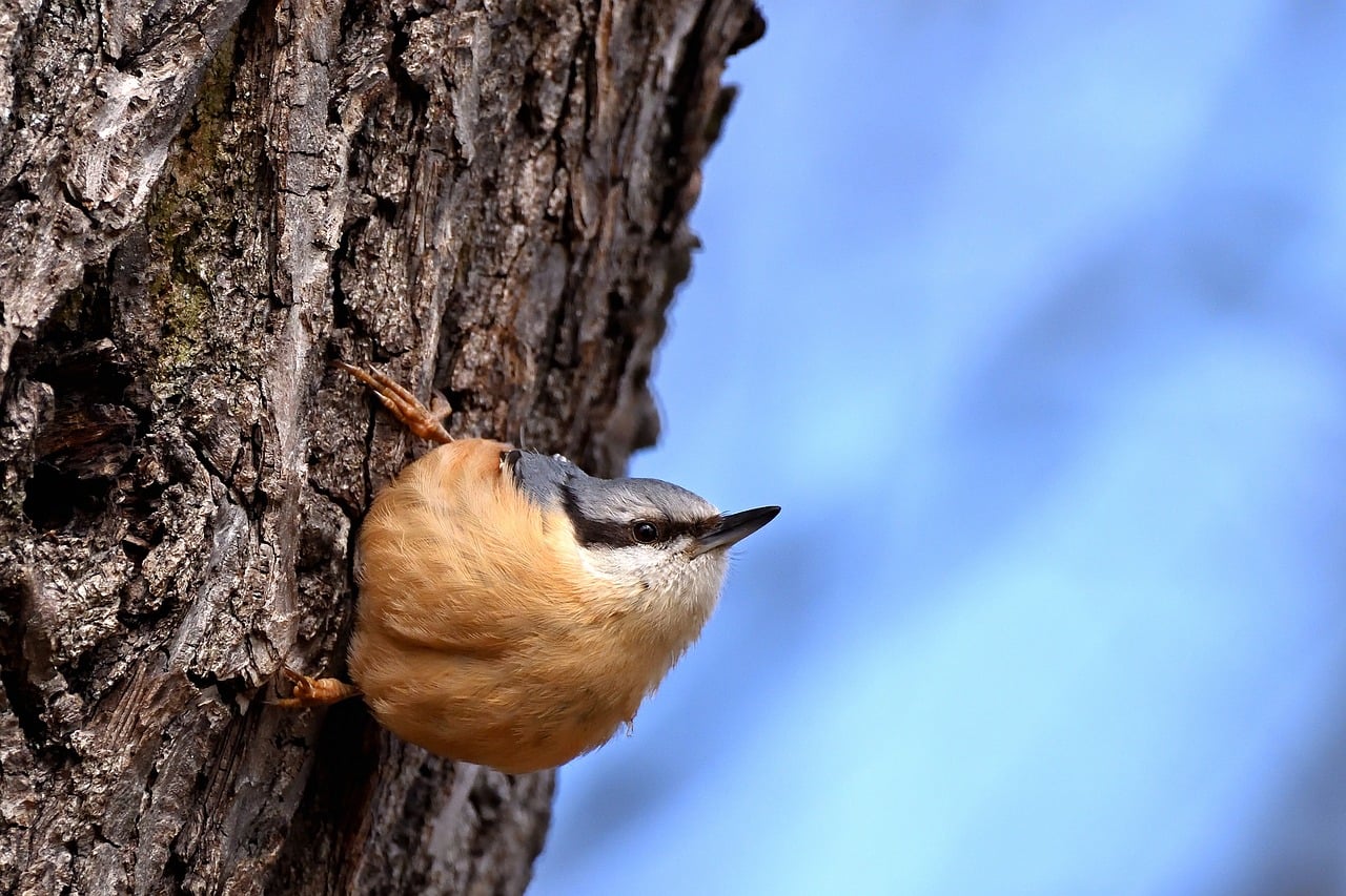 jggrz-bird-10209333_1280.jpg