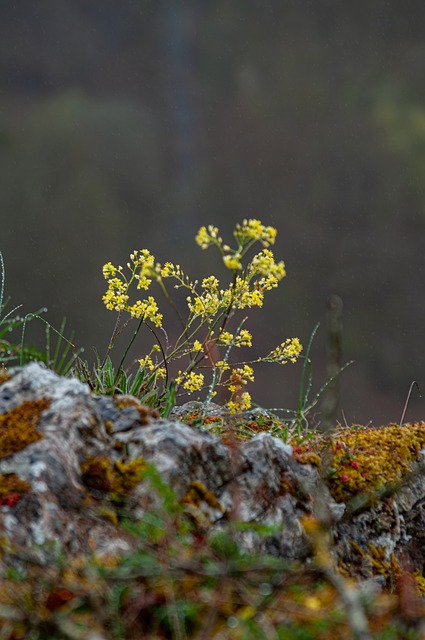 Blume, Natur, Pflanze, Gelbe Blüten