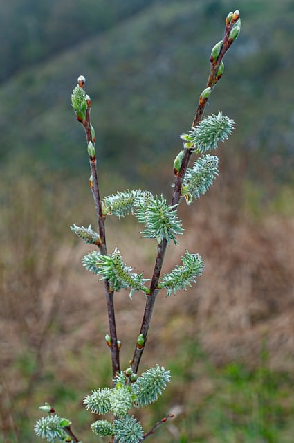 Natur, Frühling, Pflanze, Knospe, Zweig