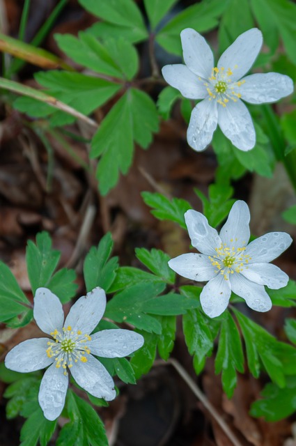 Blume, Natur, Frühling, Blütenblätter