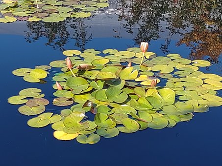 Free Water Lily Water photo and picture