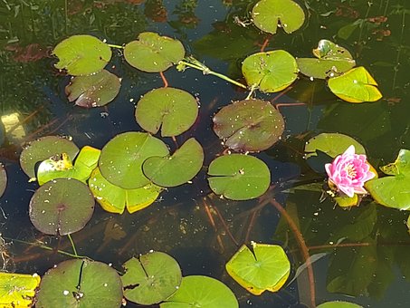 Free Water Lily Water photo and picture