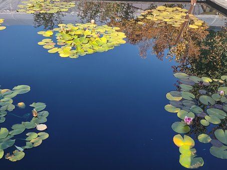 Free Water Lily Water photo and picture
