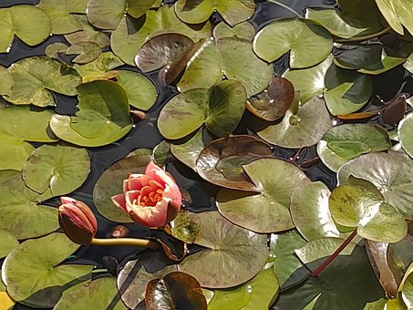 Free Water Lily Water photo and picture