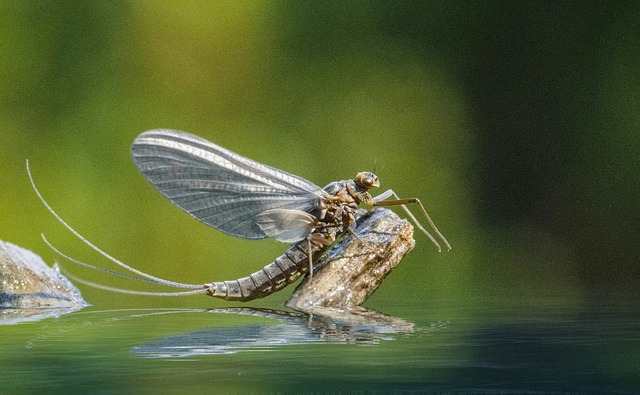 Free Insect Mayfly photo and picture