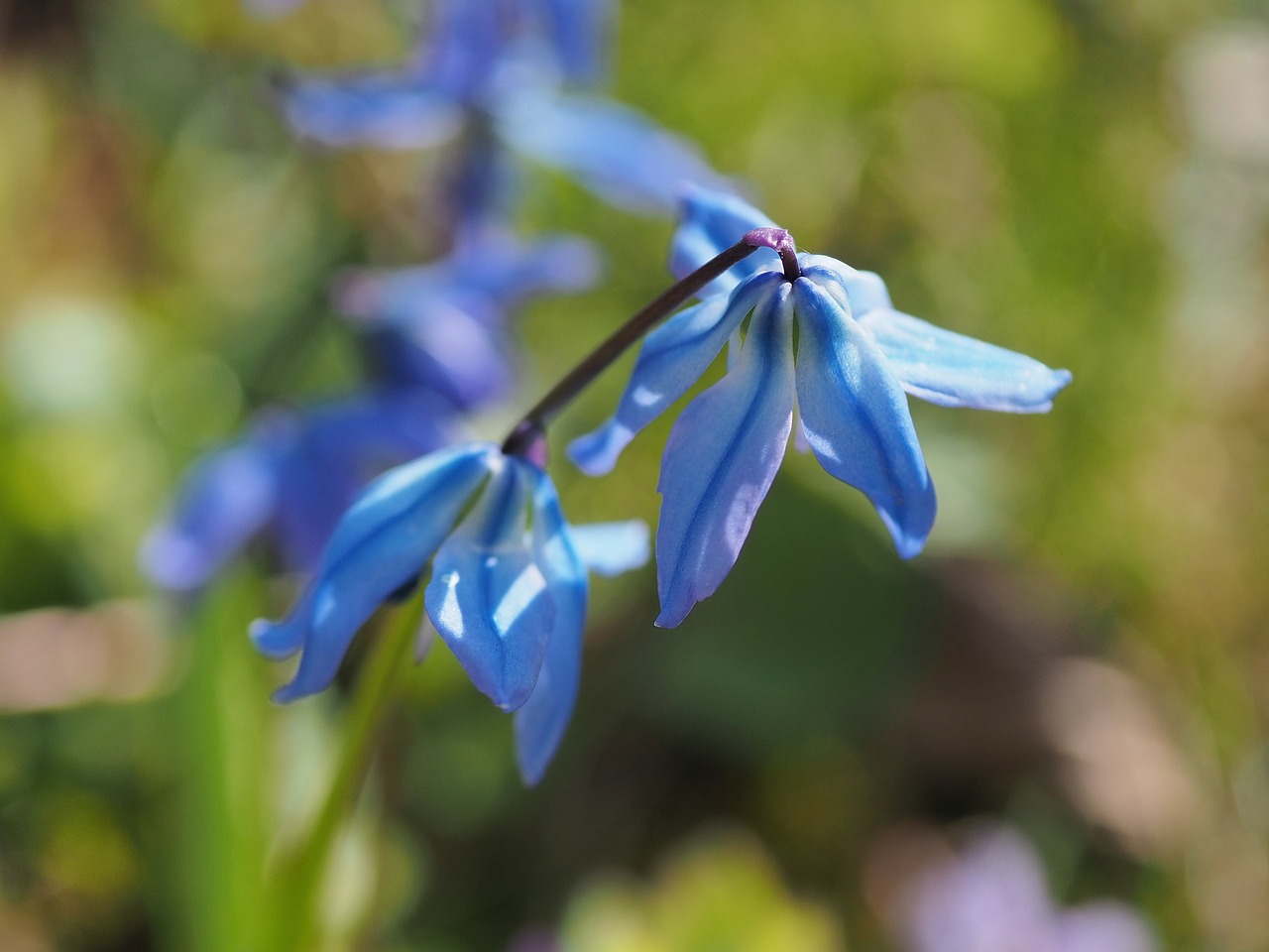 Spring Blue Flowerd Blue Flower Spring Macro - Free photo on Pixabay