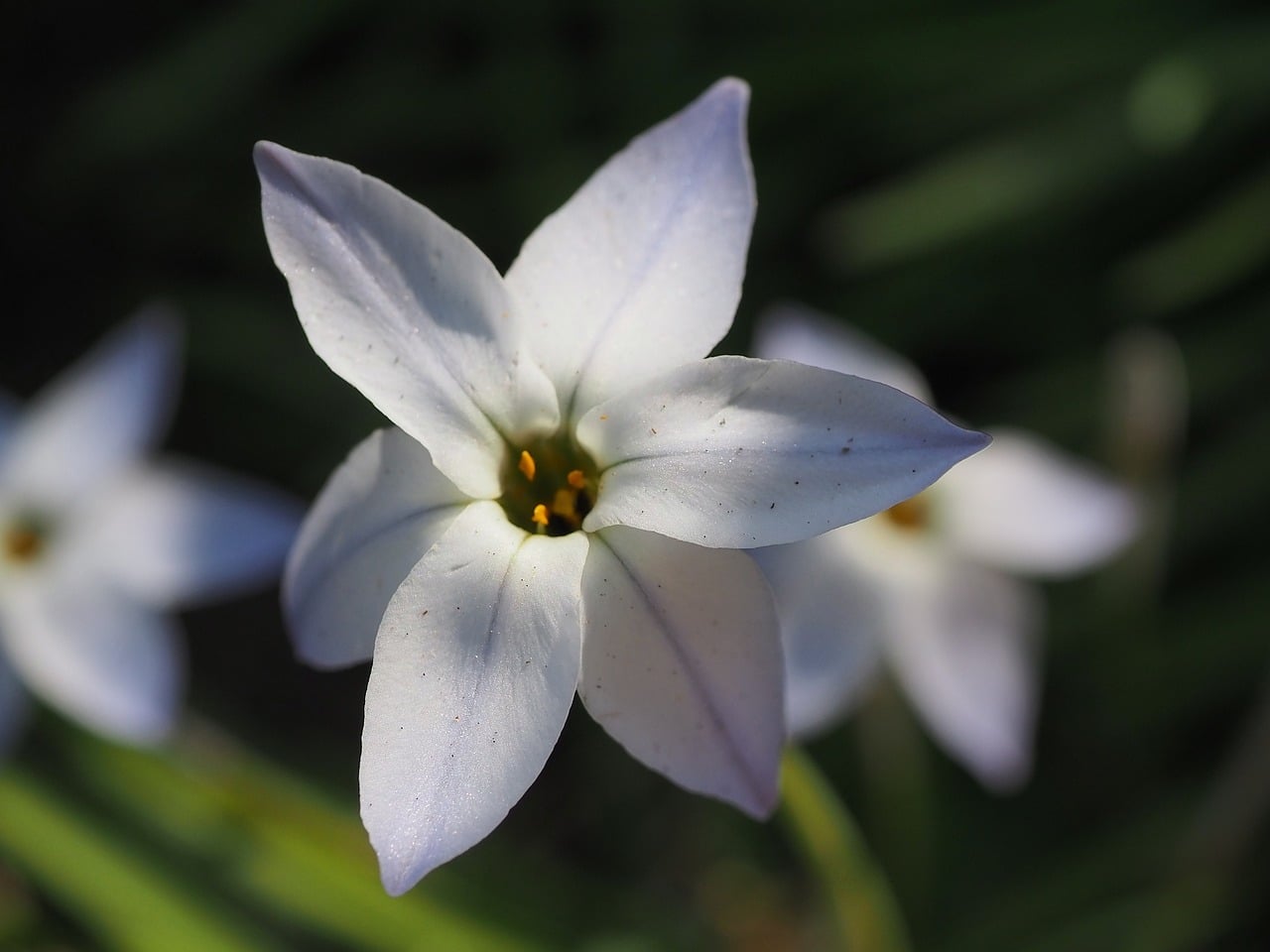 Starflower White Blossoms Spring - Free photo on Pixabay