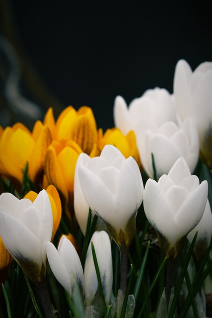 Krokusse, Blumen, Frühling, Natur