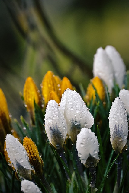 Krokusse, Blumen, Frühling, Natur