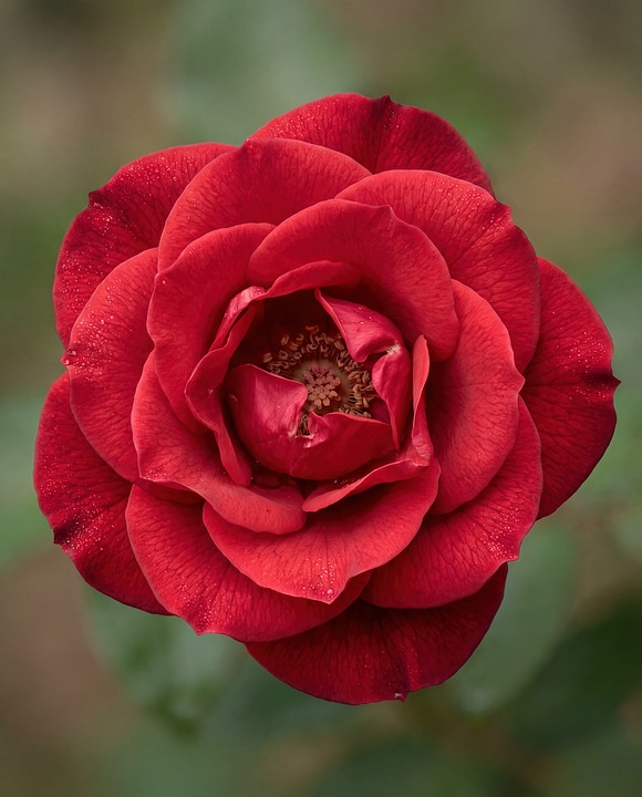 Rose Bloom Nature - Free photo on Pixabay