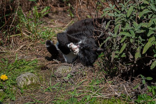 Katze, Schwarz-Weiß, Natur, Spielerisch
