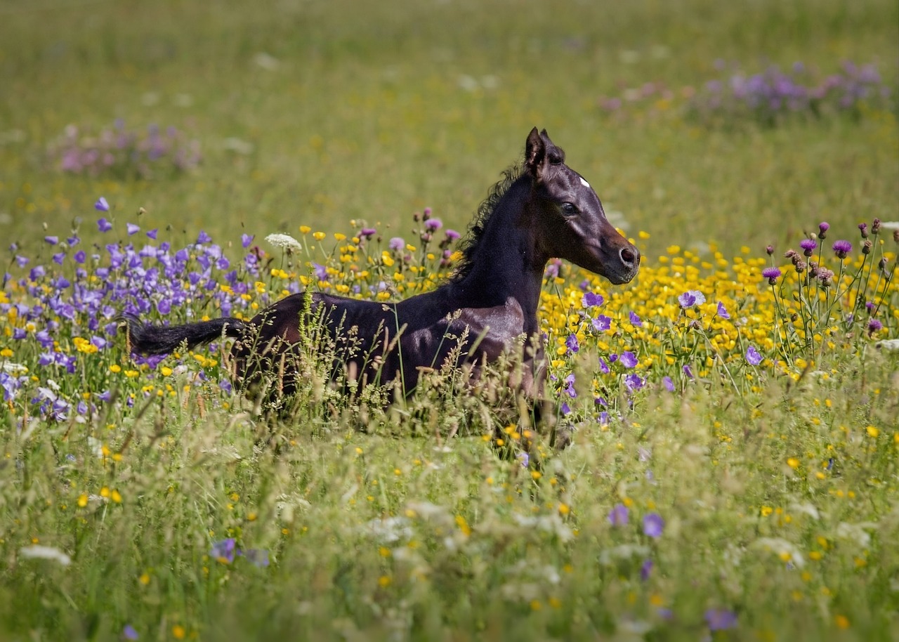 Horse - free online jigsaw puzzle photo