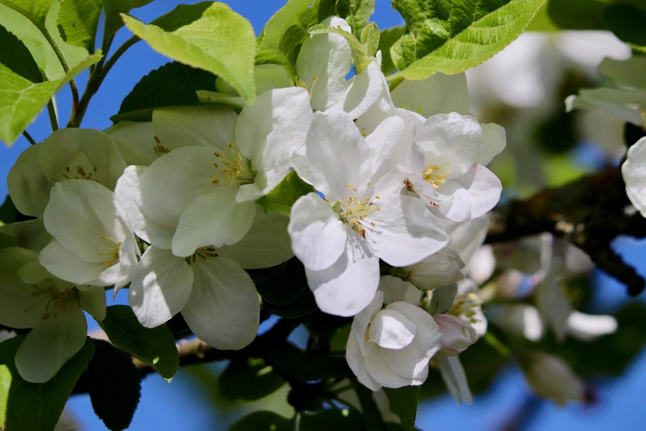 Apple Blossom Spring - Free photo on Pixabay