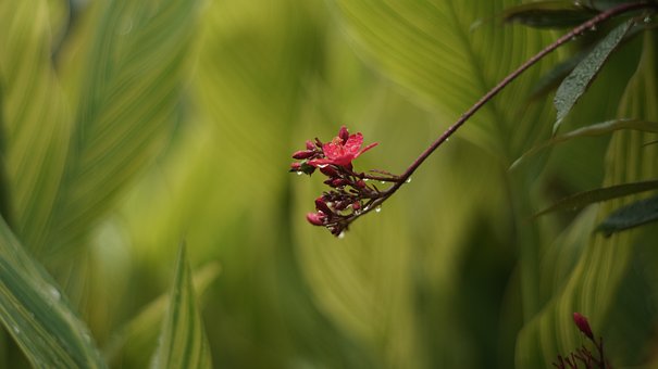 Free Flower Green photo and picture
