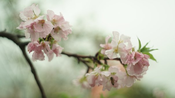 Free Flower Bee photo and picture