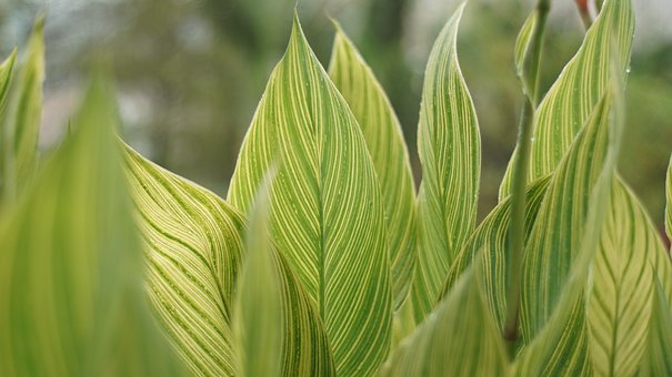 Free Leaves Green photo and picture