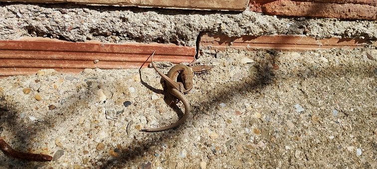 Free Field Nature photo and picture