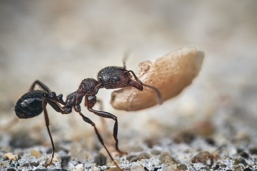 Ameisen, Makro, Insekten, Natur