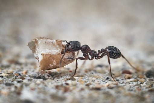 Ameisen, Makro, Insekten, Natur