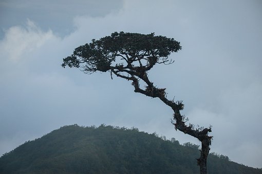 Free Tree Mountain photo and picture