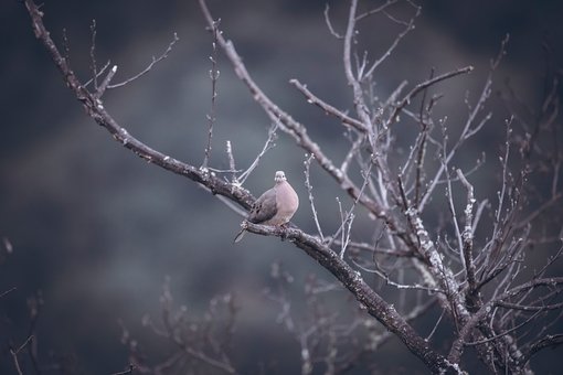 Free Bird Tree photo and picture