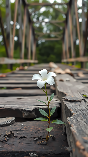 Free Flower Wooden Bridge photo and picture