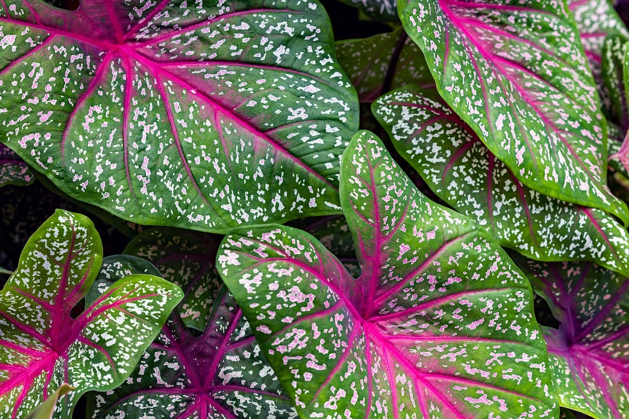 Tropical Foliage - free online jigsaw puzzle photo