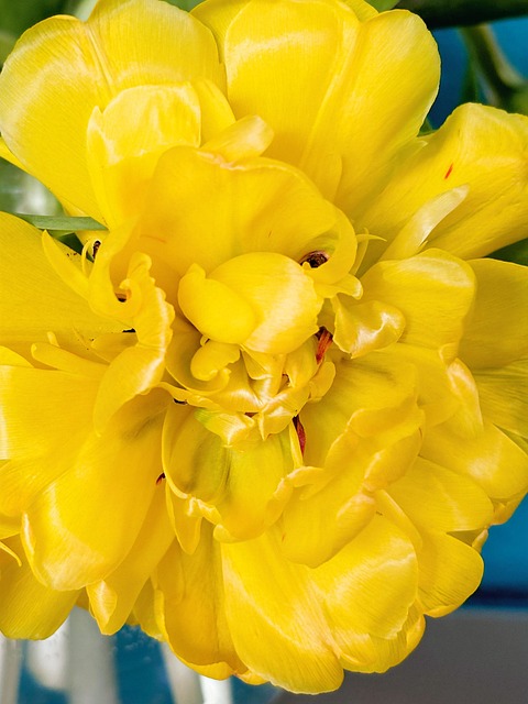 Tulipan, Gul, Blomst, Natur, Forår