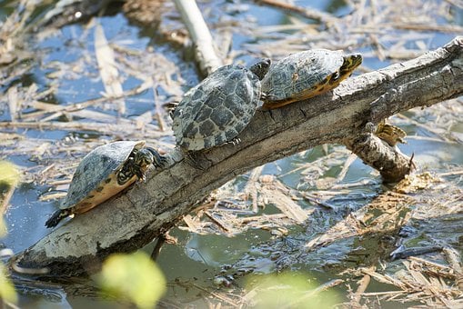 Free Turtle Pond photo and picture