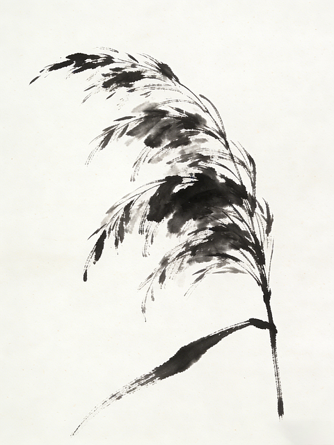 Free Reed Wild Grass illustration and picture