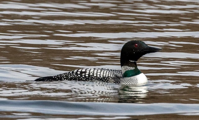 Free Loon Nature photo and picture