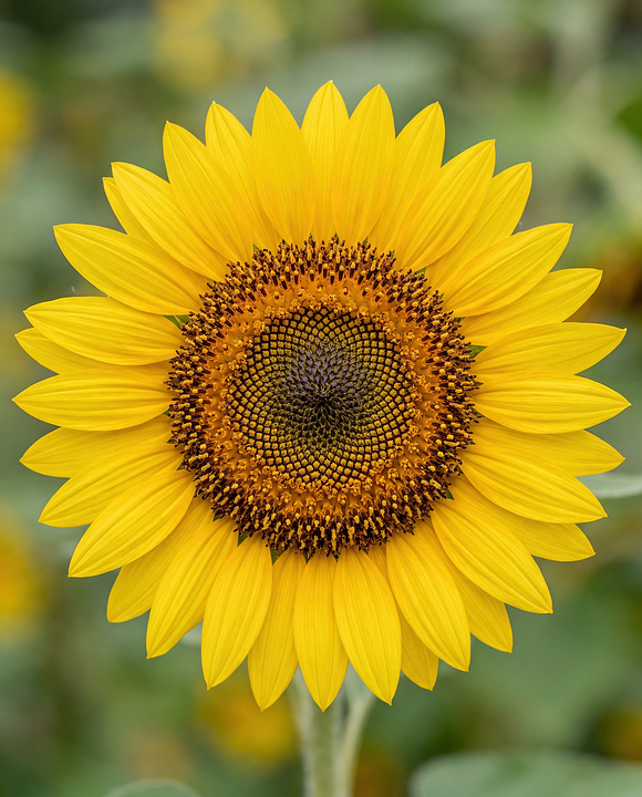 Sunflower Nature Flower - Free photo on Pixabay