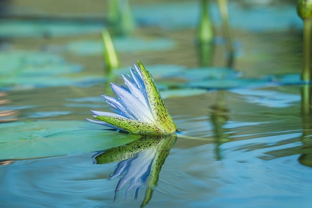 Free Water Lily Blossom photo and picture
