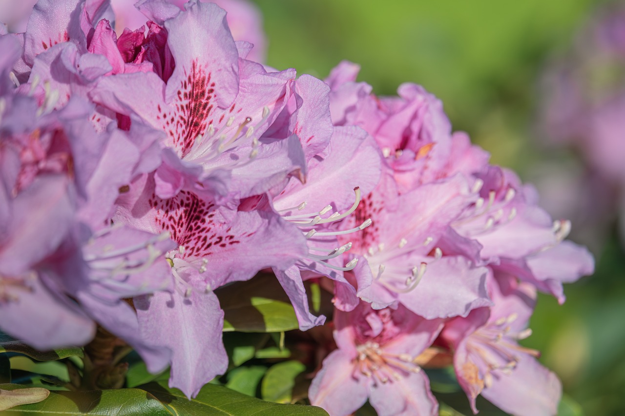 Azalea Flower Garden - Free photo on Pixabay