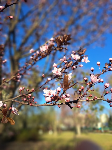 Free Cherry Blossom Spring photo and picture