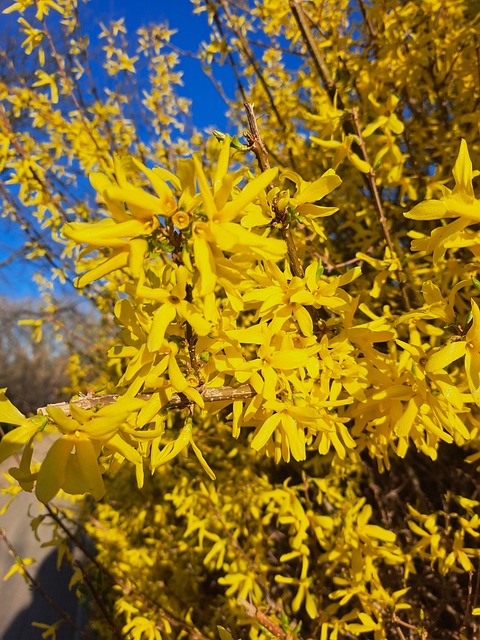 Free Spring Yellow photo and picture