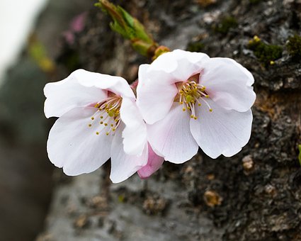 Free Flower Cherry Blossom photo and picture