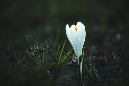 Blume, Feder, Pflanze, Garten, Gras