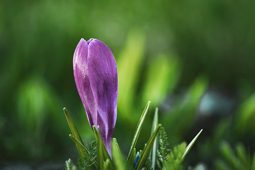Blume, Feder, Pflanze, Garten, Gras
