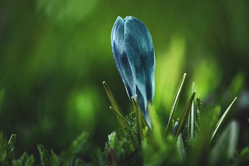 Blume, Feder, Pflanze, Garten, Gras